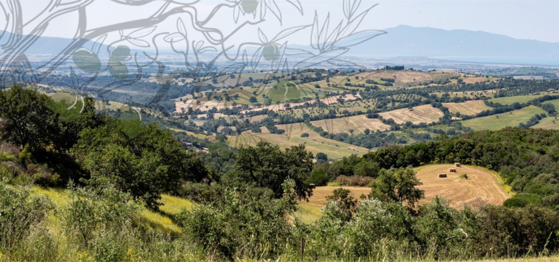 gli oliveti del frantoio san luigi e il territorio e l'ambiente